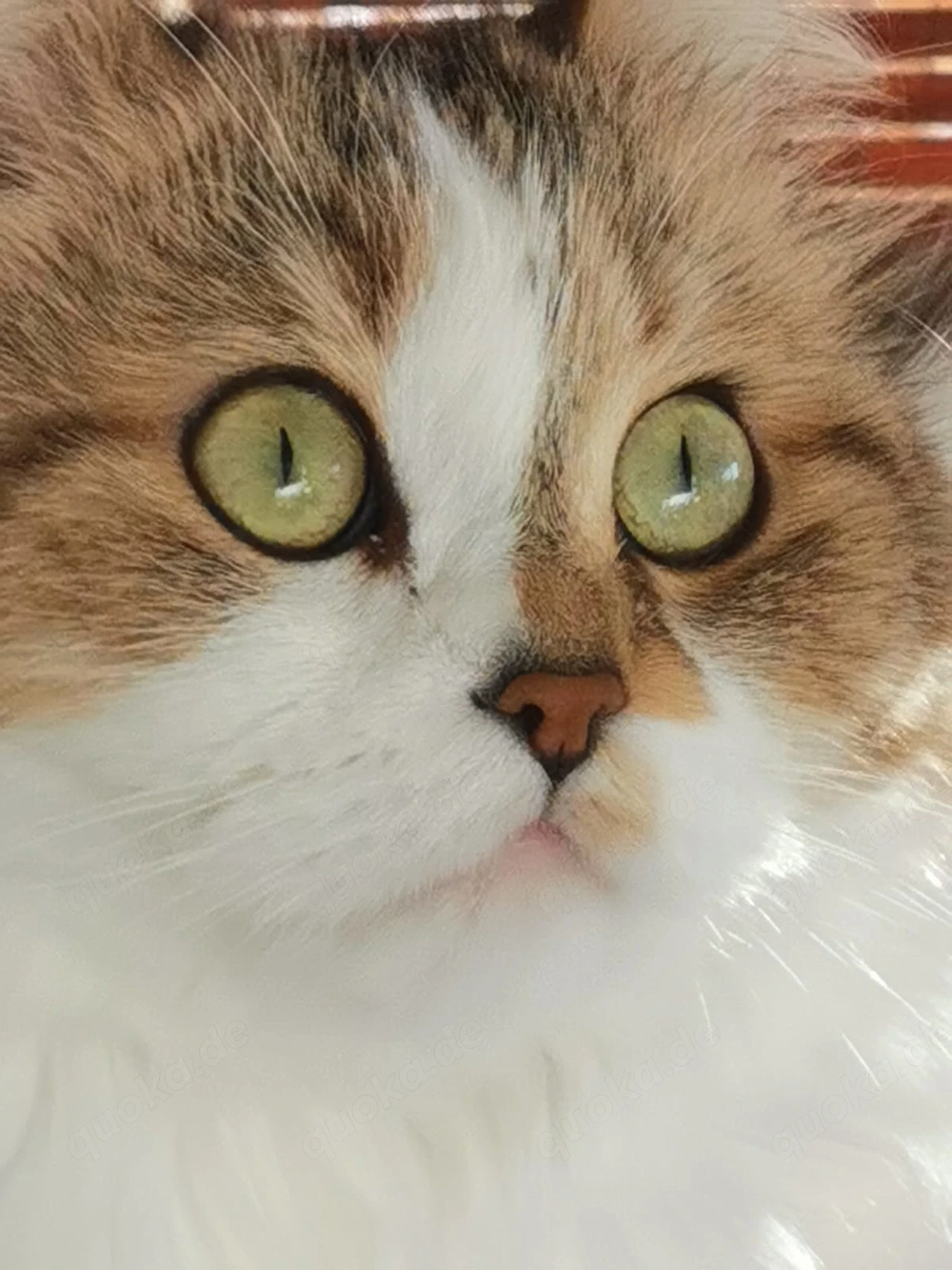 Ich suche katzenbabys 