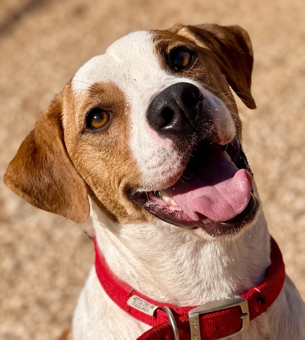 CHARLIE sucht Familienanschluß