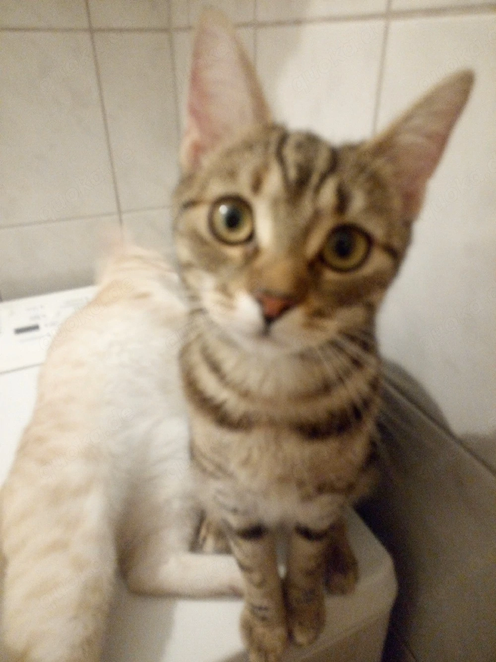 Zwei wunderschöne Katzen suchen ihr neues zu Hause