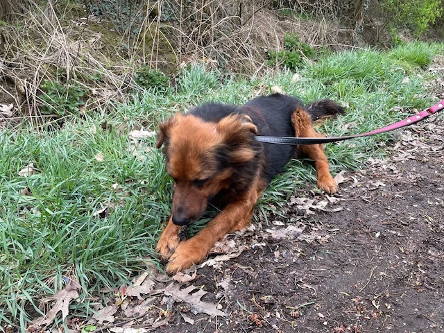 Samson, z.Zt. in Ungarn, NOTFALL, treuer Rüde