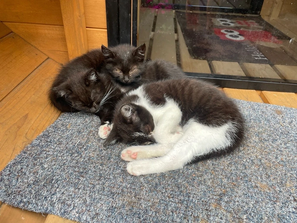 3 liebevolle Freigänger-Katzen suchen ein Zuhause (auch einzeln oder zusammen)