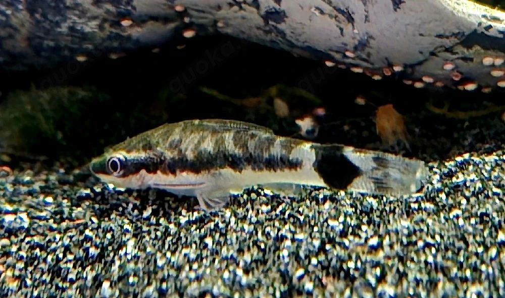 Ohrgitterharnischwels Otocinclus spec.