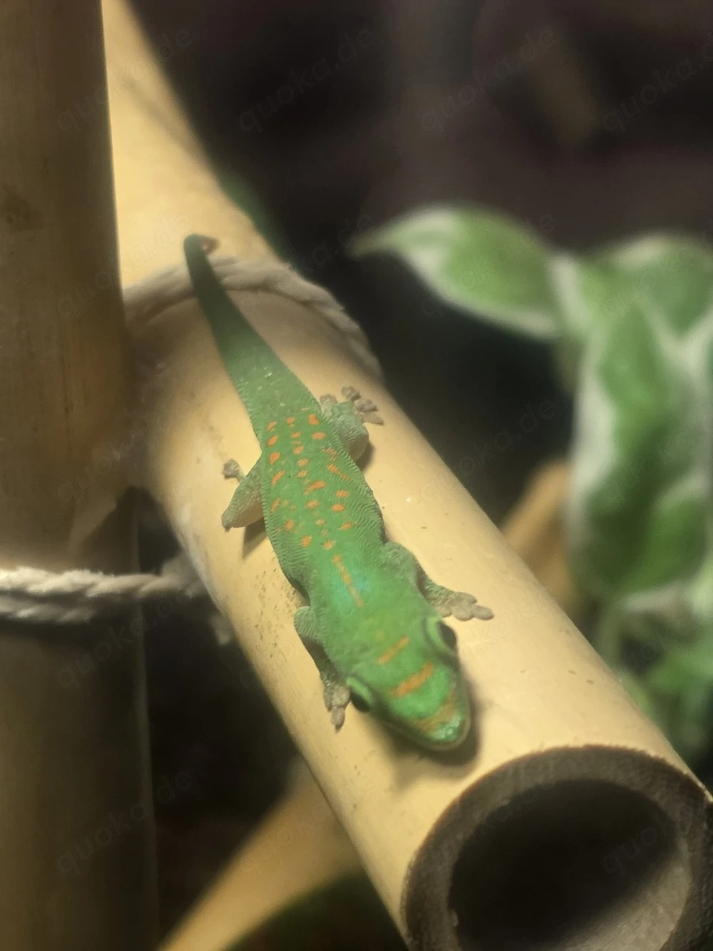 Taggecko Phelsuma pasteuri 0.1 aus 2025