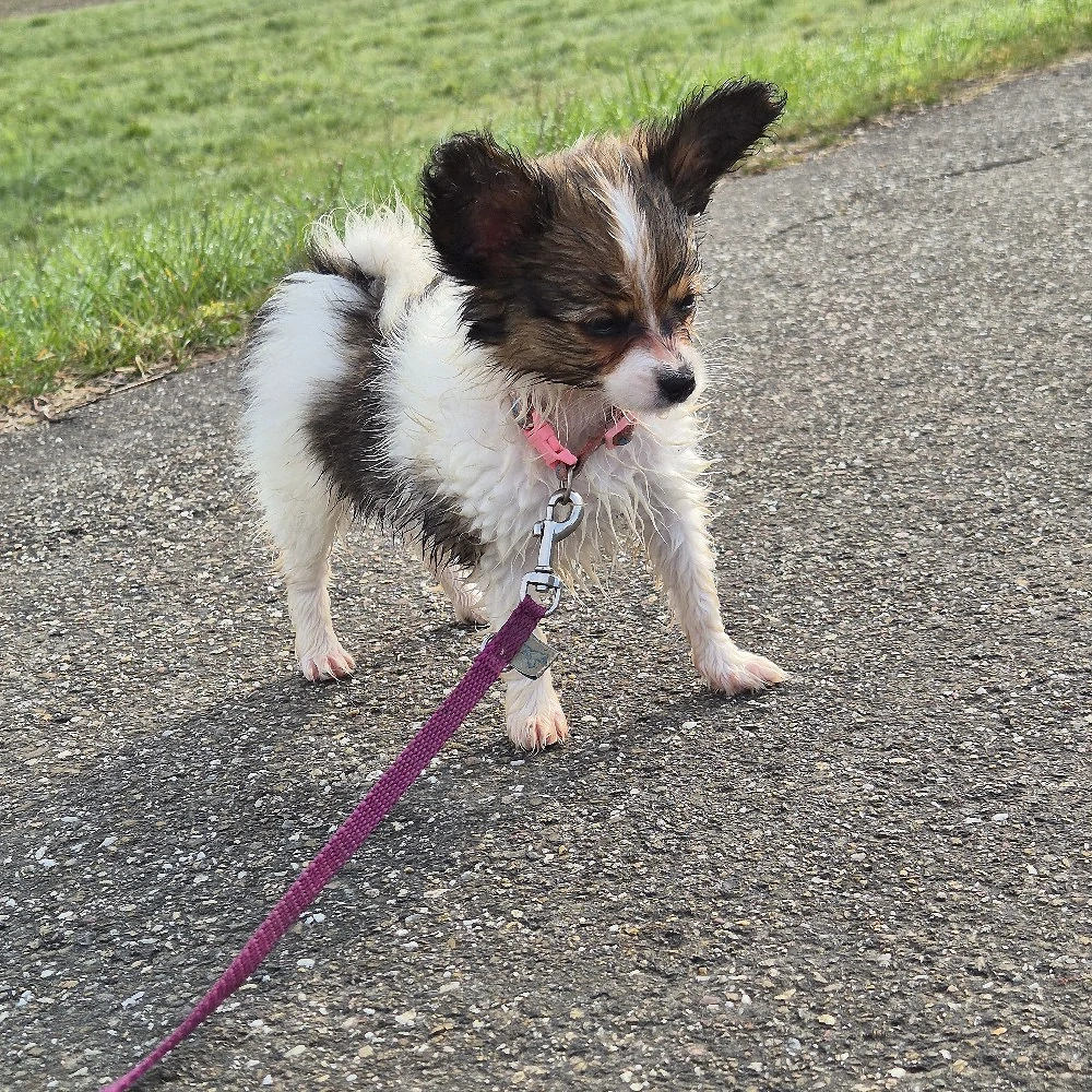 Papillonwelpen suchen Zuhause 