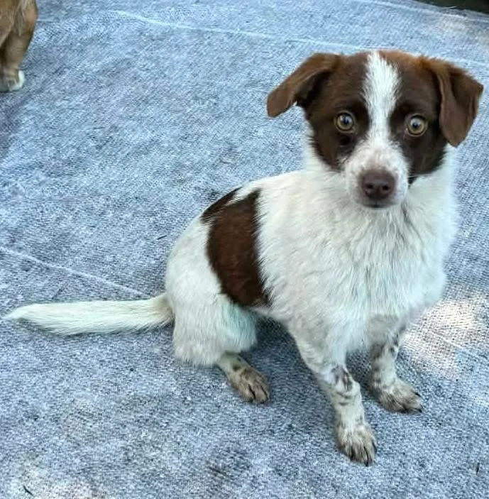 Süße Dolly sucht ruhiges Zuhause