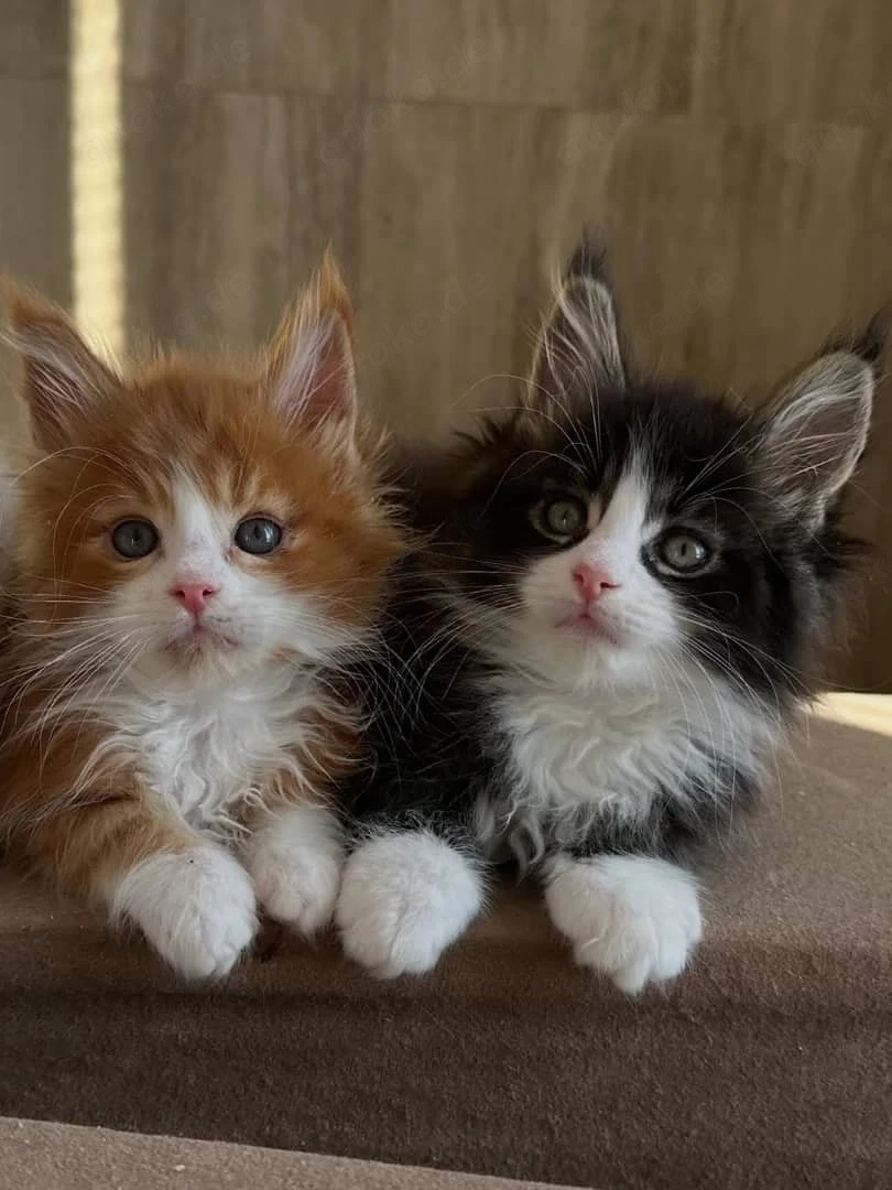 Reinrassige Maine-Coon-Kitten   Zwei Kitten