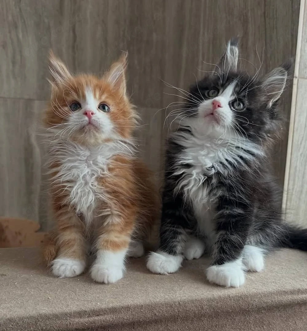 Bezaubernde Maine-Coon-Kätzchen! Männchen & Weibchen