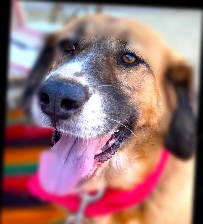 GABY sucht Familienanschluß