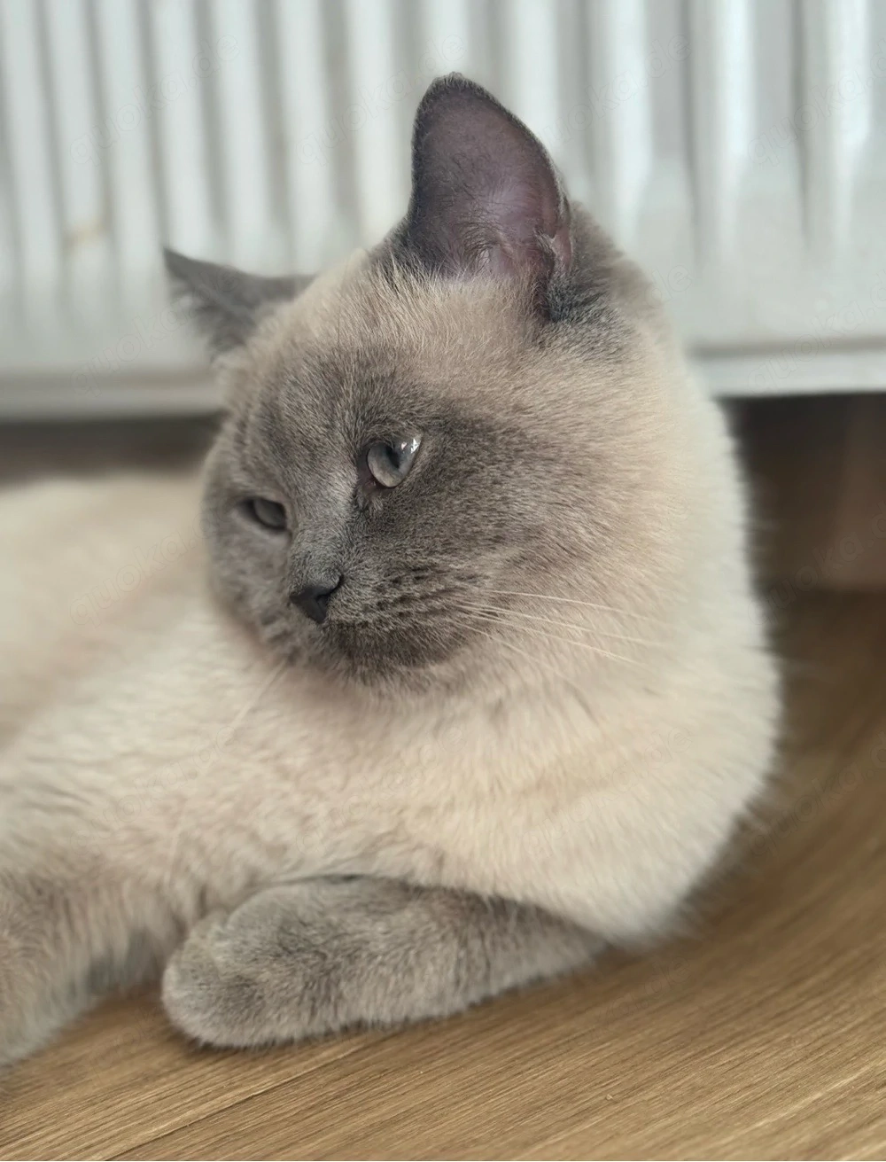 Deck Kater   Kein verkauf    