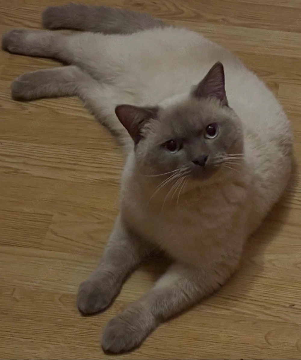 Bkh deckkater