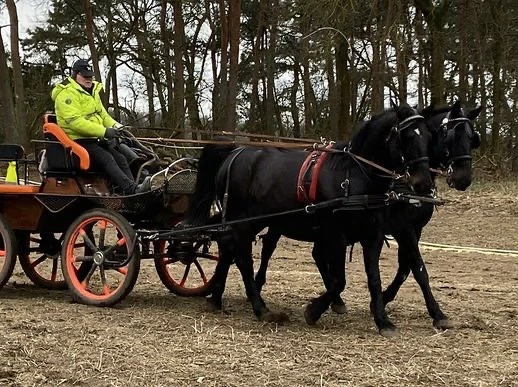   Ein 8-jähriger Friesenwallach (162 cm Stockmaß) sucht ein neues Zuhause.  
