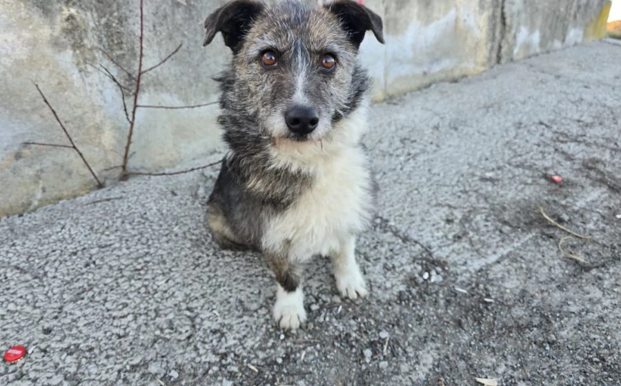 Darf Merle bald an deiner Seite durchs Leben gehen?