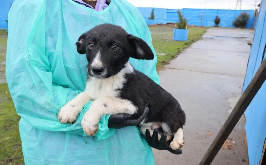 Körbchen gesucht für Kimba