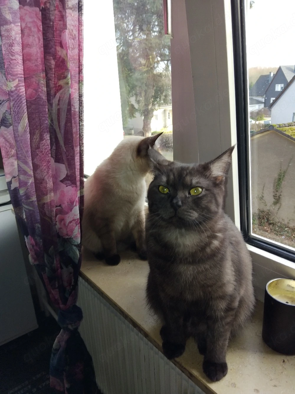 Französische kurz harre karter 