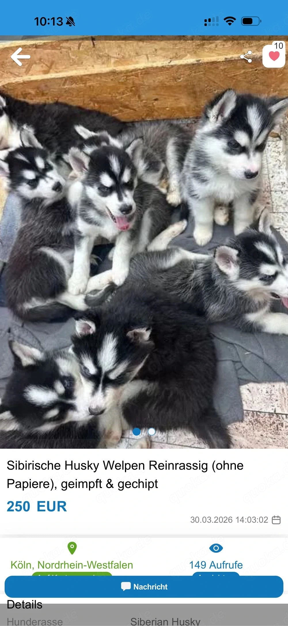 Siberian Husky-Welpen   Labrador