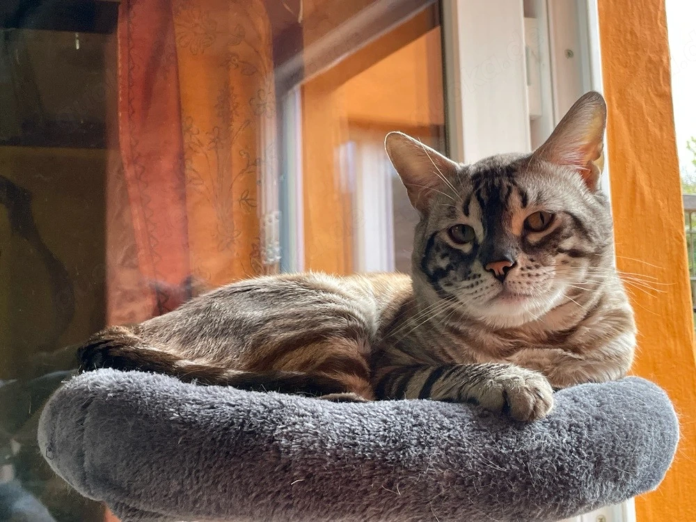  Bengal Kater sucht neues Zuhause