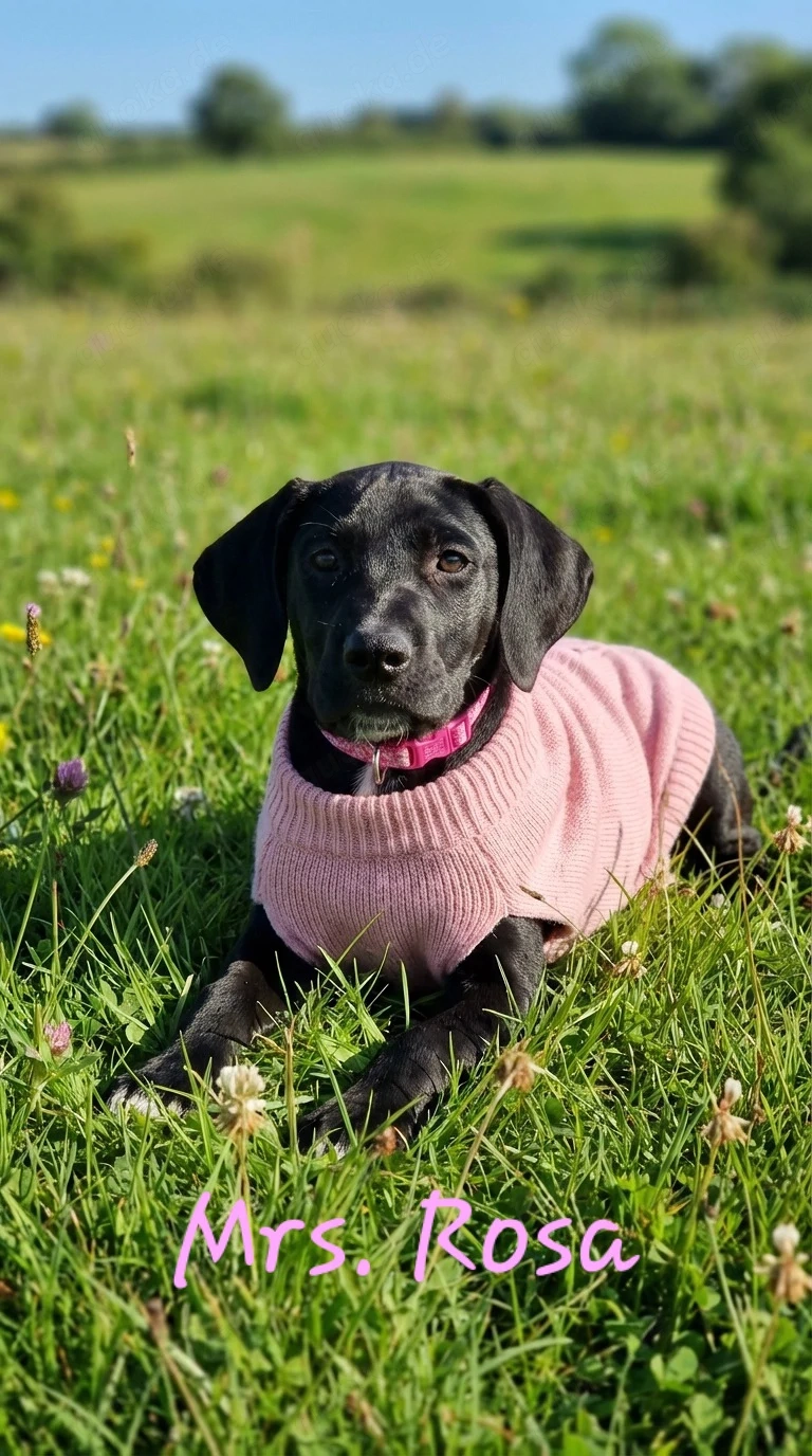 Deutsche Dogge Welpen 