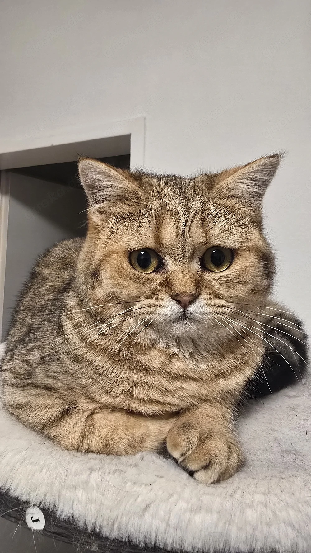 Eine Liebe BKH katze sucht eine Familie. 