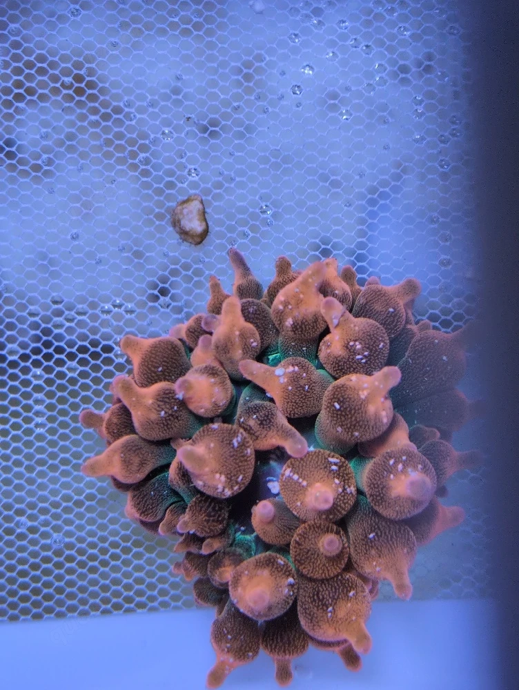 Meerwasser Kupferanemone 