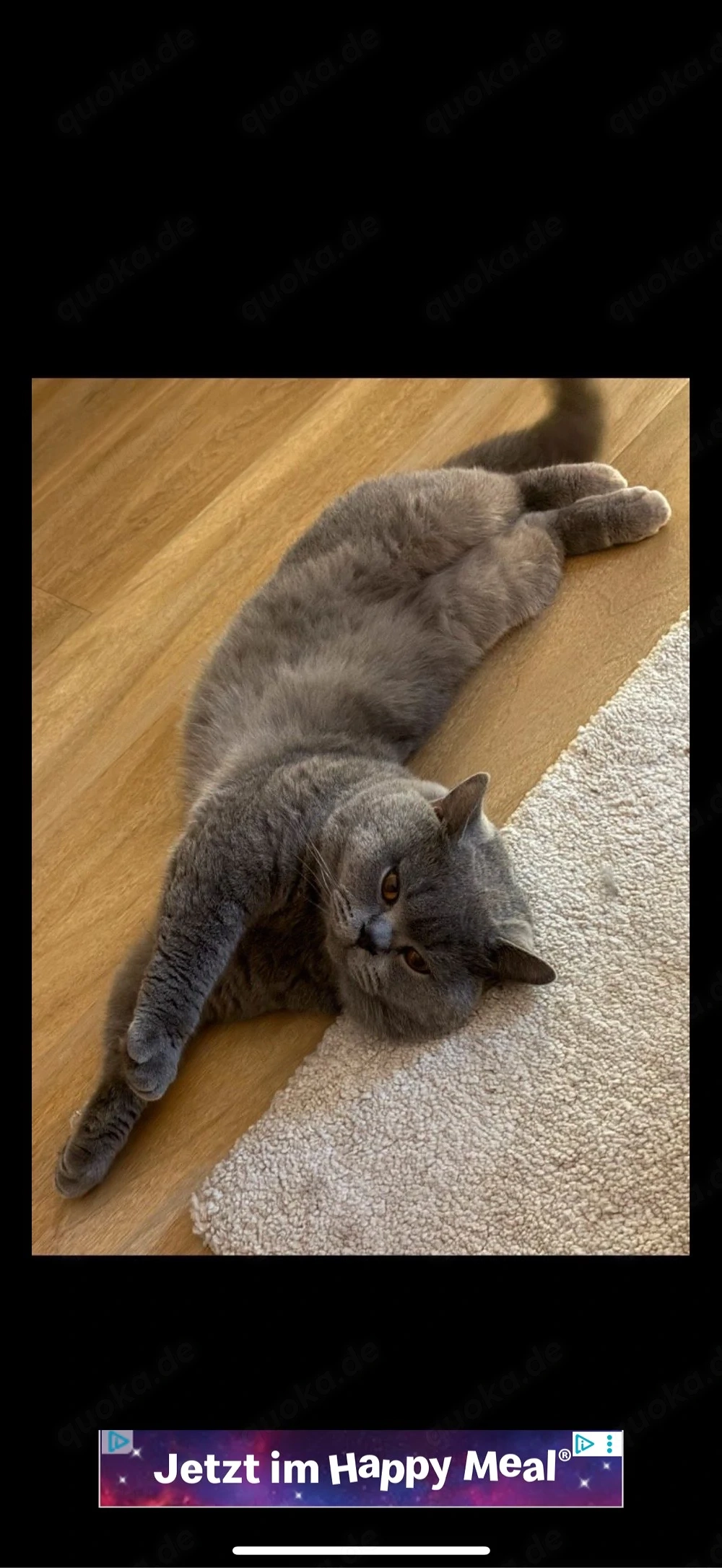 Britisch Kurzhaar Kater mit Stammbaum