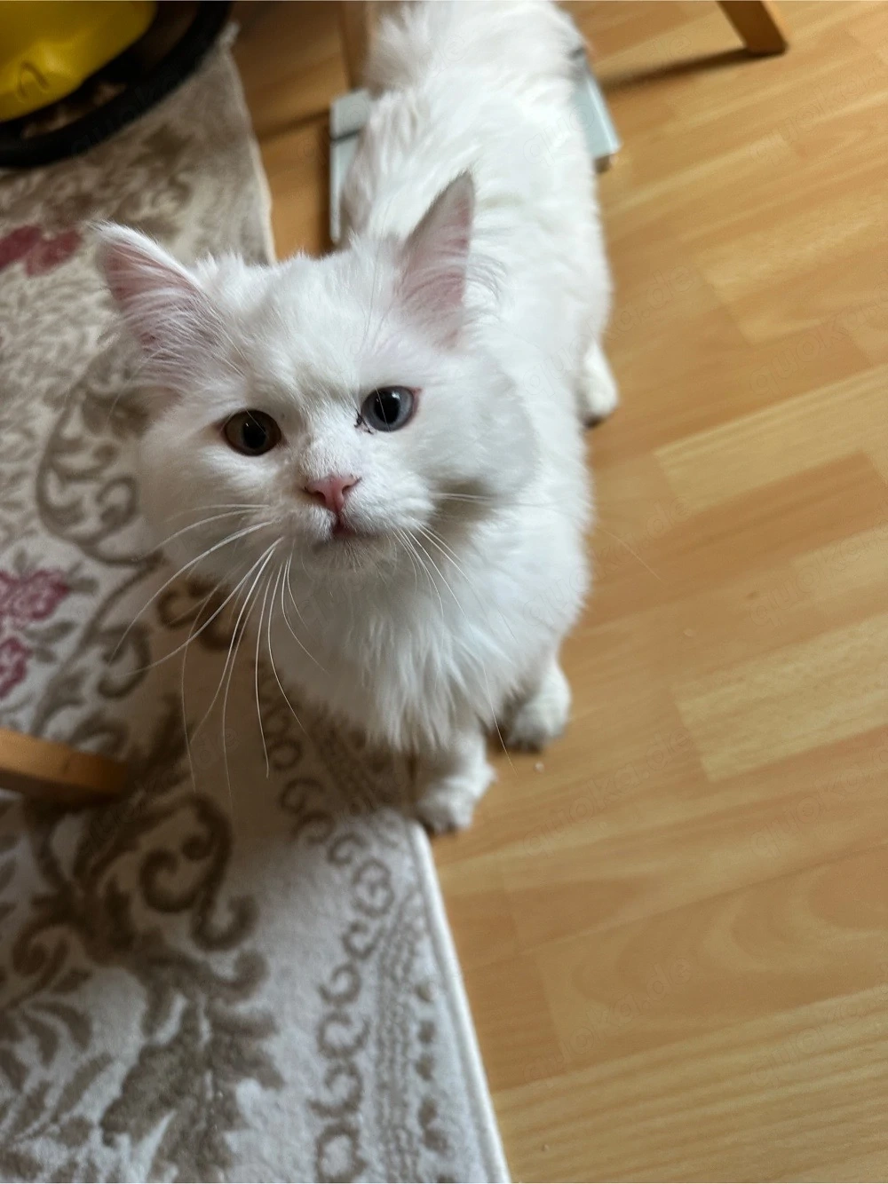 Türkisch Angora Mix kitten 
