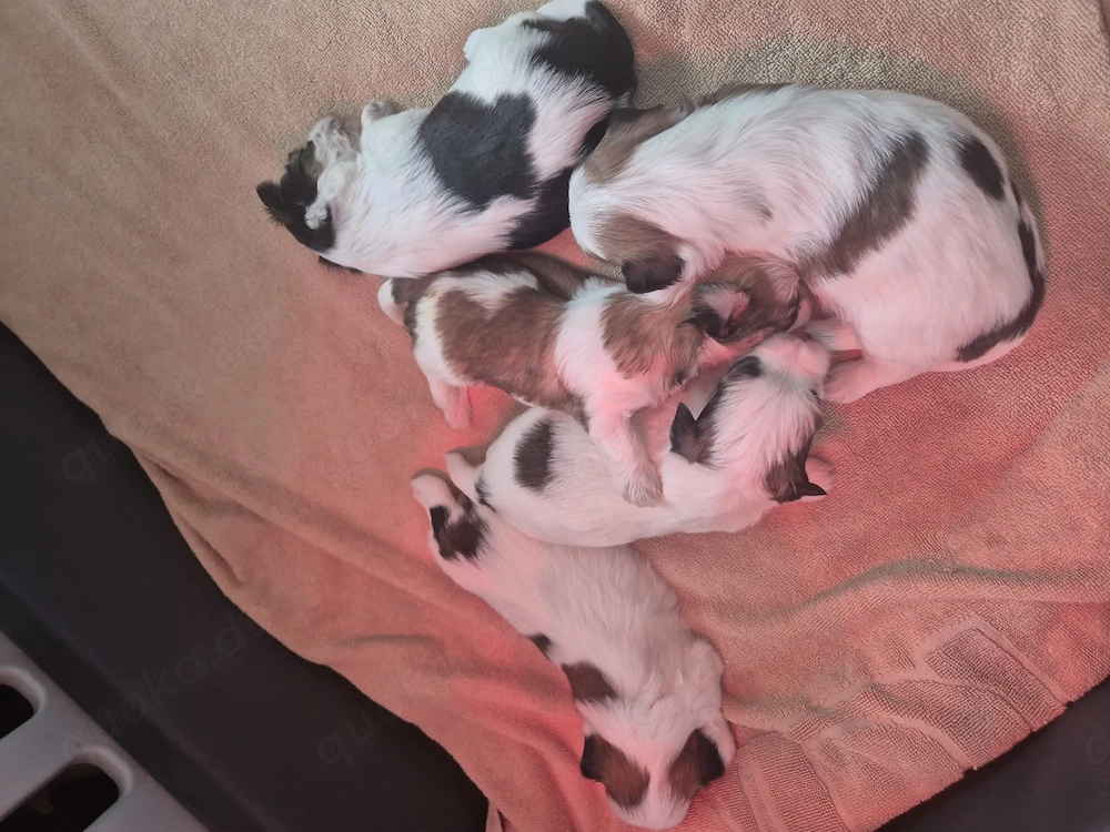 Yorkshire Terrier Welpen 