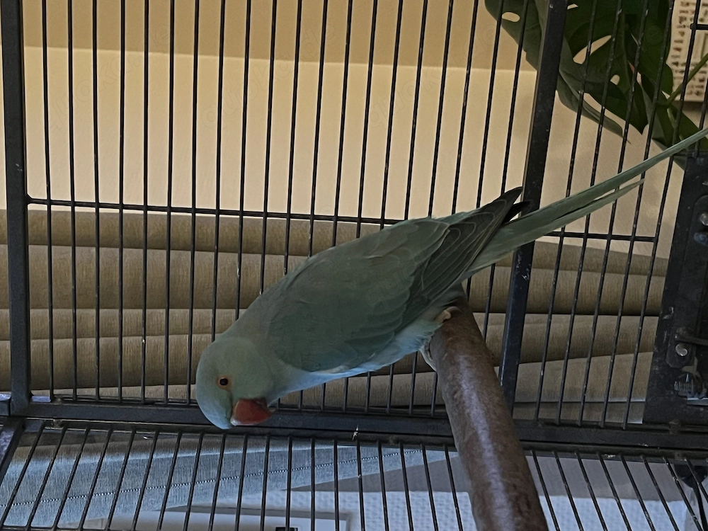 Halsbandsittich Henne