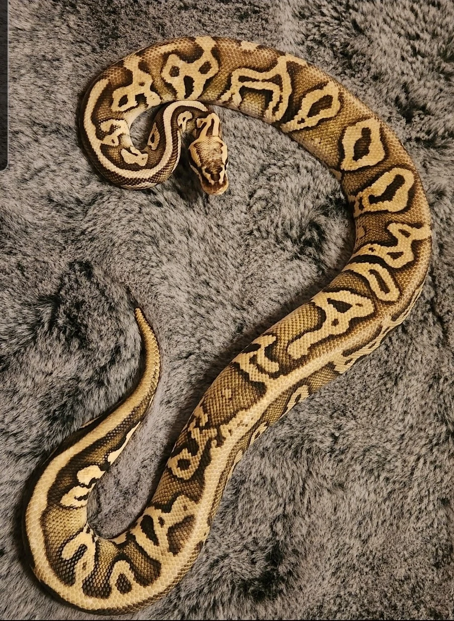 1.0 Leopard Super Pastel Yellowbelly het Clown Königspython Python Regius