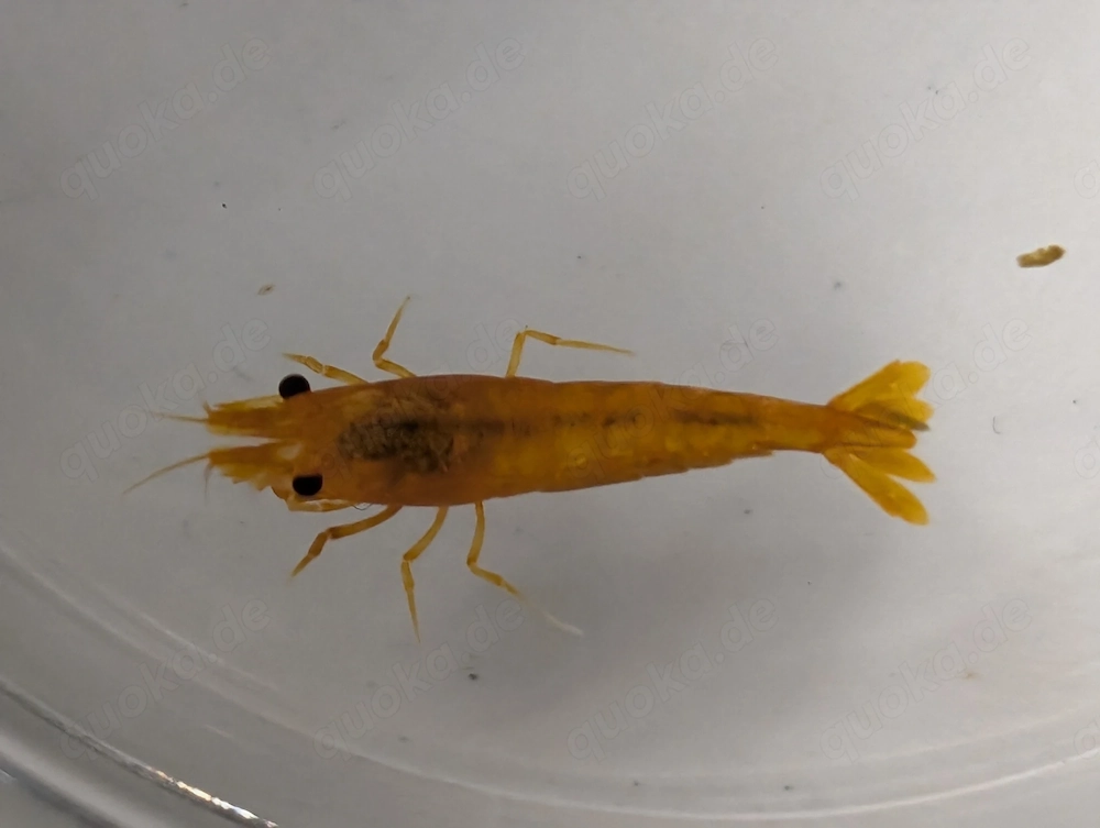 Garnelen Orange Süßwasser-Aquarium zur Gesellschaftung m. Fischen 