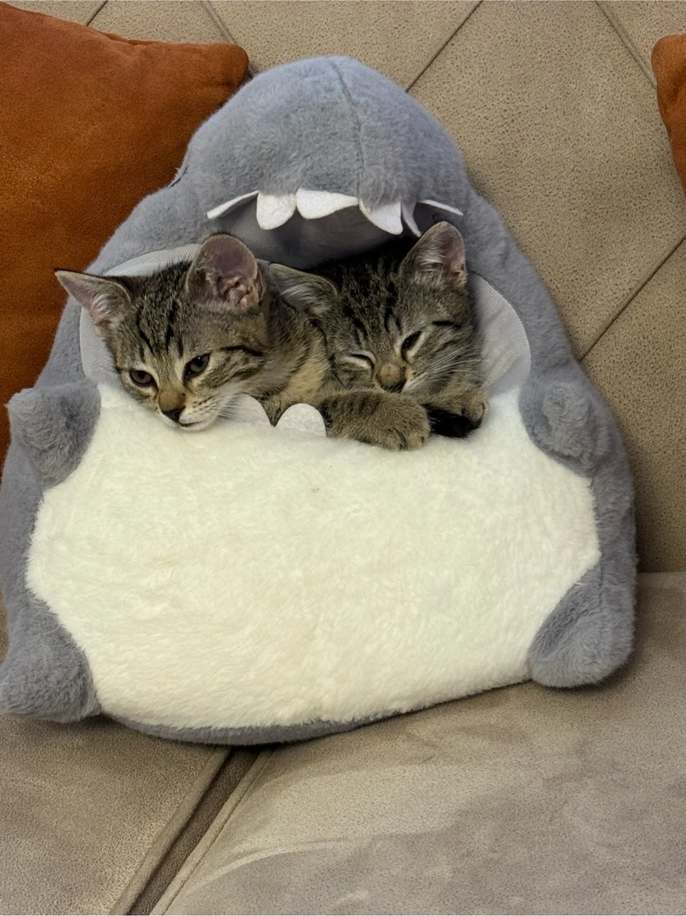 Katze sucht liebevolles Zuhause