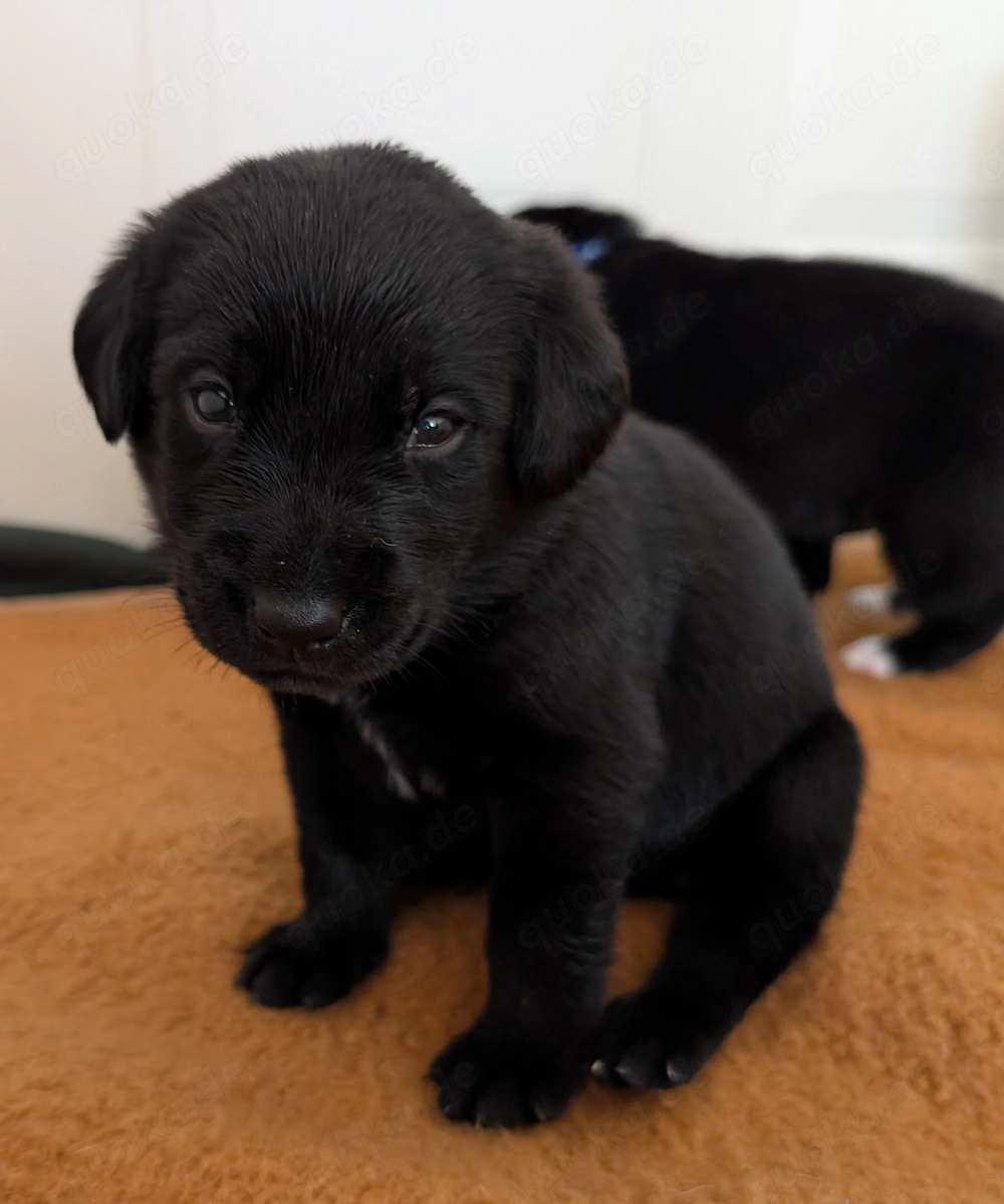 Labrador-Entlebucher-Welpen