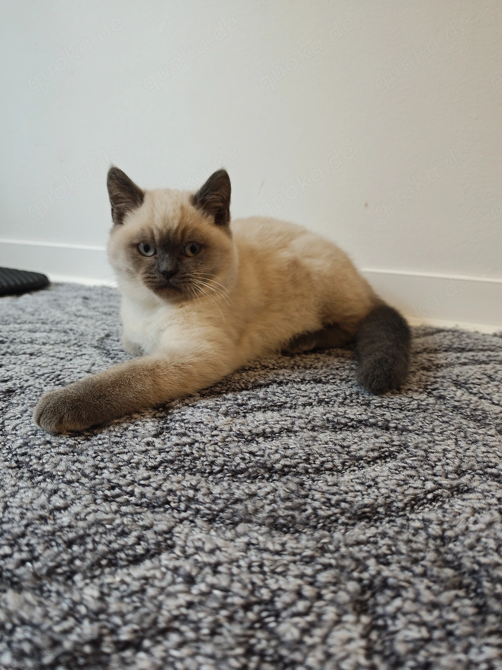 Britisch Kurzhaar Kater 