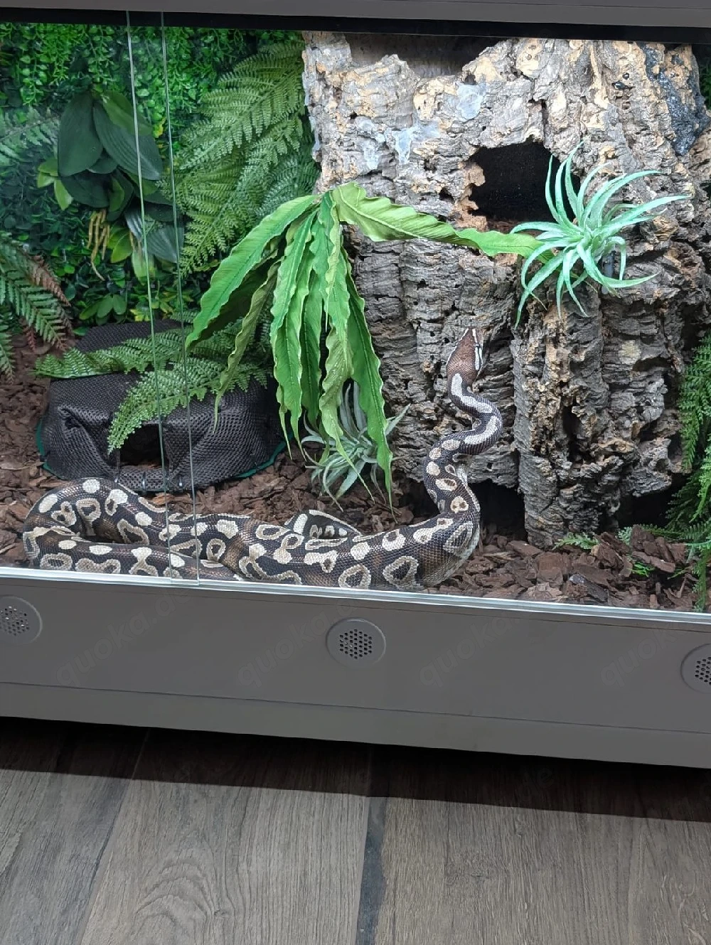 Königspython Python Regius