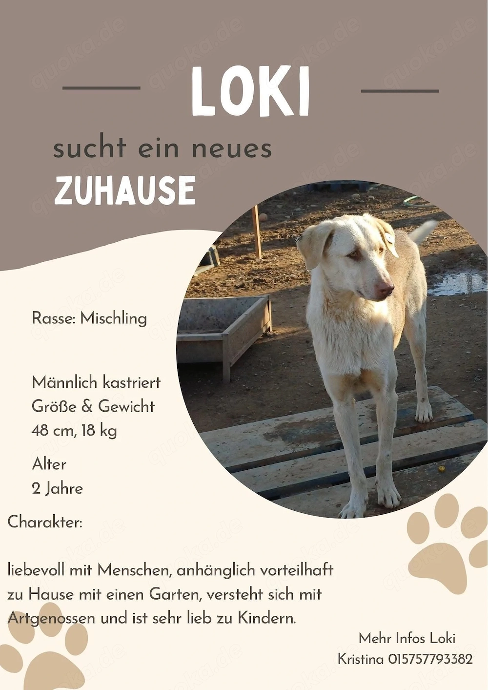 **LOKI** Mischling, ca. 2 Jahre, männlich, kastriert