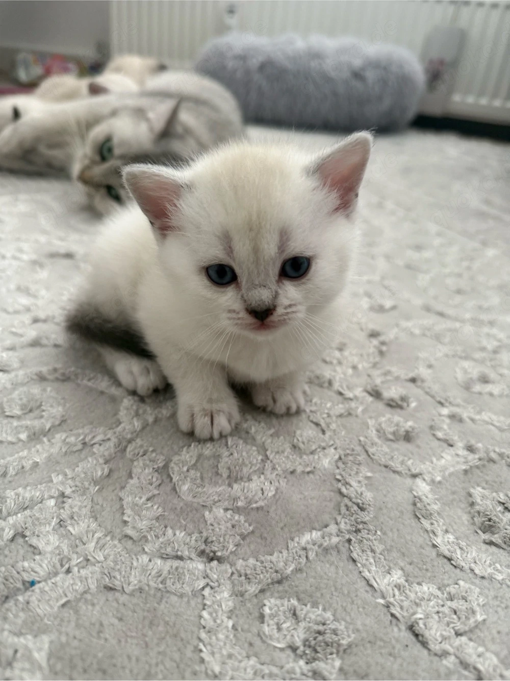 BKH britischkurzhaar bluepoint