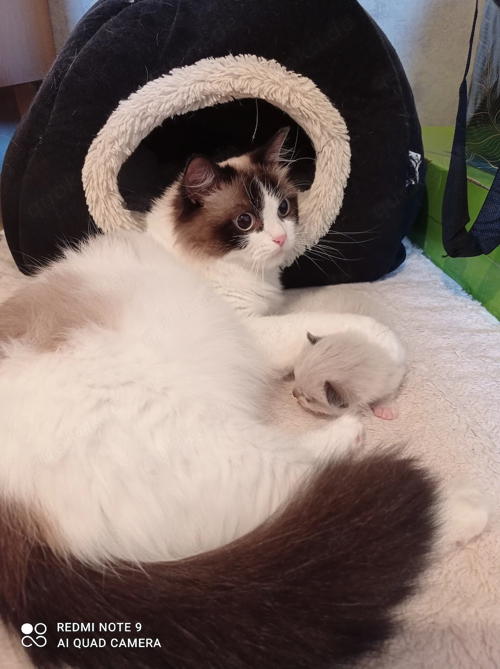 Ragdoll mit Stammbaum 