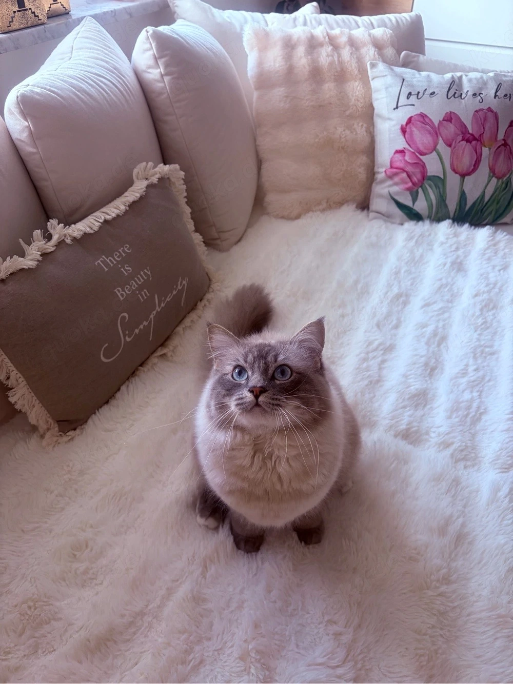 Schöner Ragdoll Deckkater 