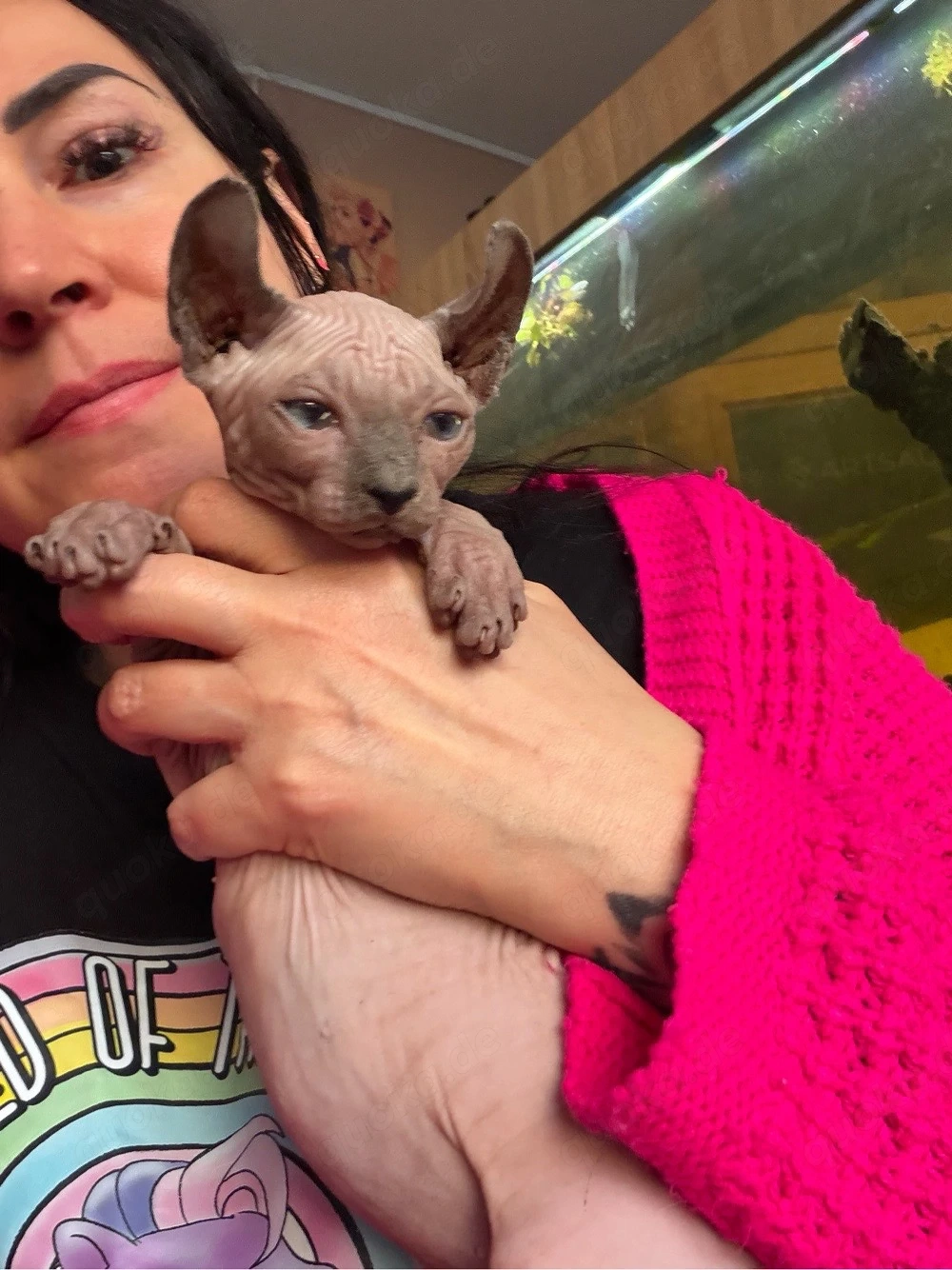 Auszugsbereit,letzter- Sphynx Junge mit Schnurrhaaren und Stammbaum