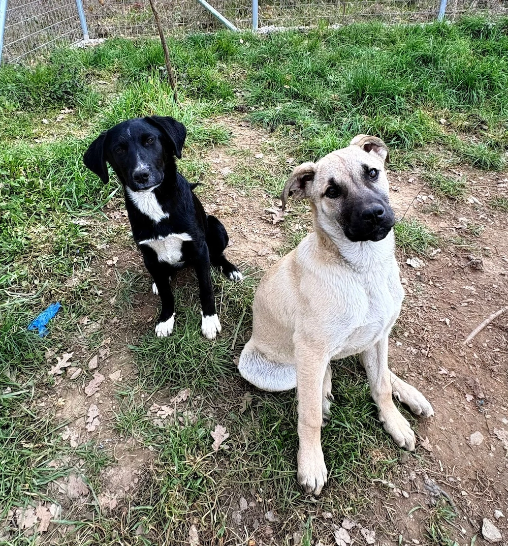 Zuhause oder Pflegestelle gesucht für Amaya 