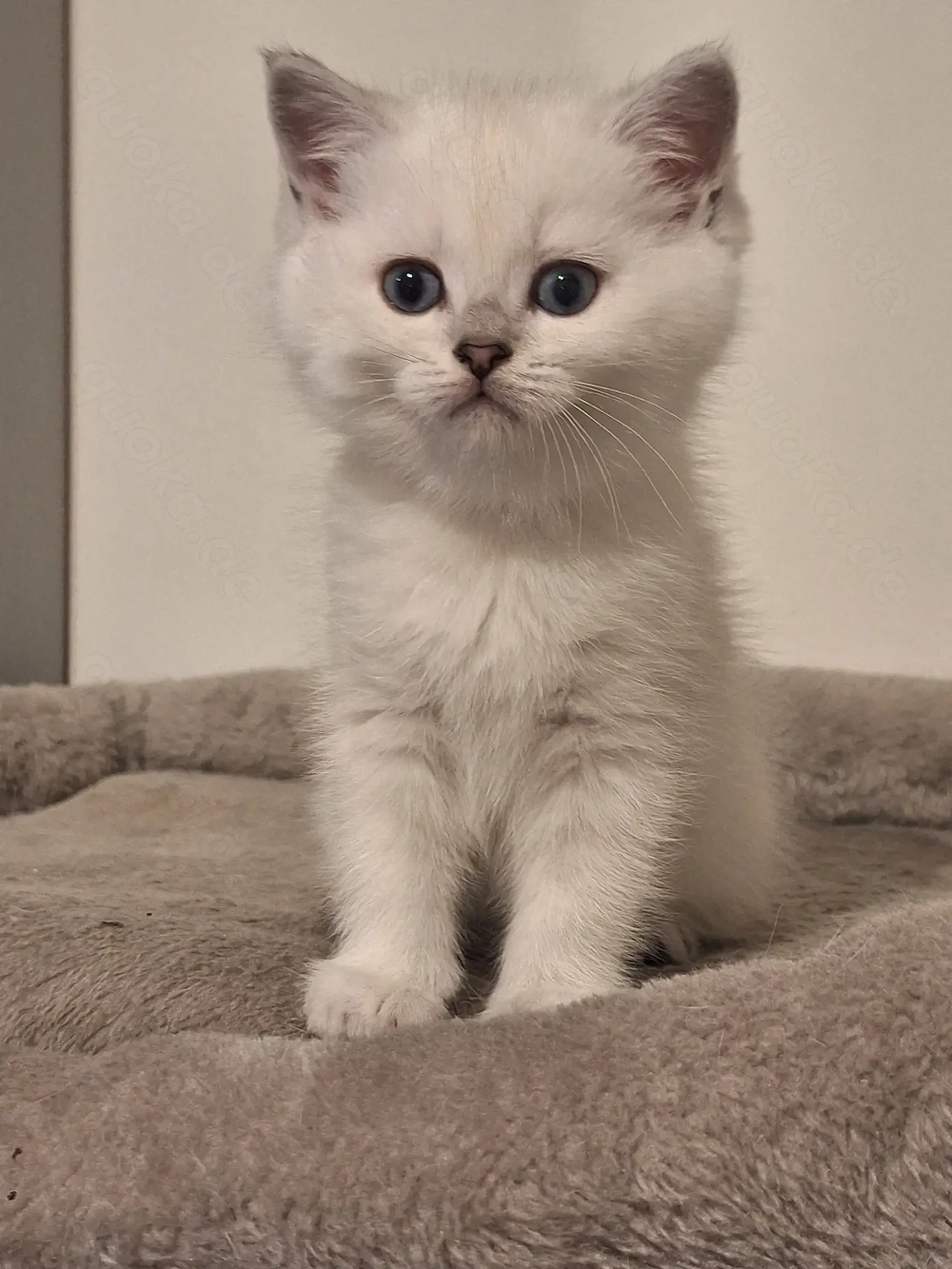 Kitten mit himmelblau Augen