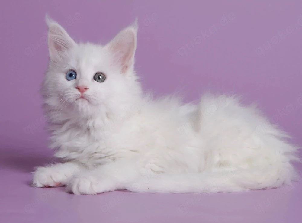 ..14 Wochen alte Maine-Coon-Kätzchen