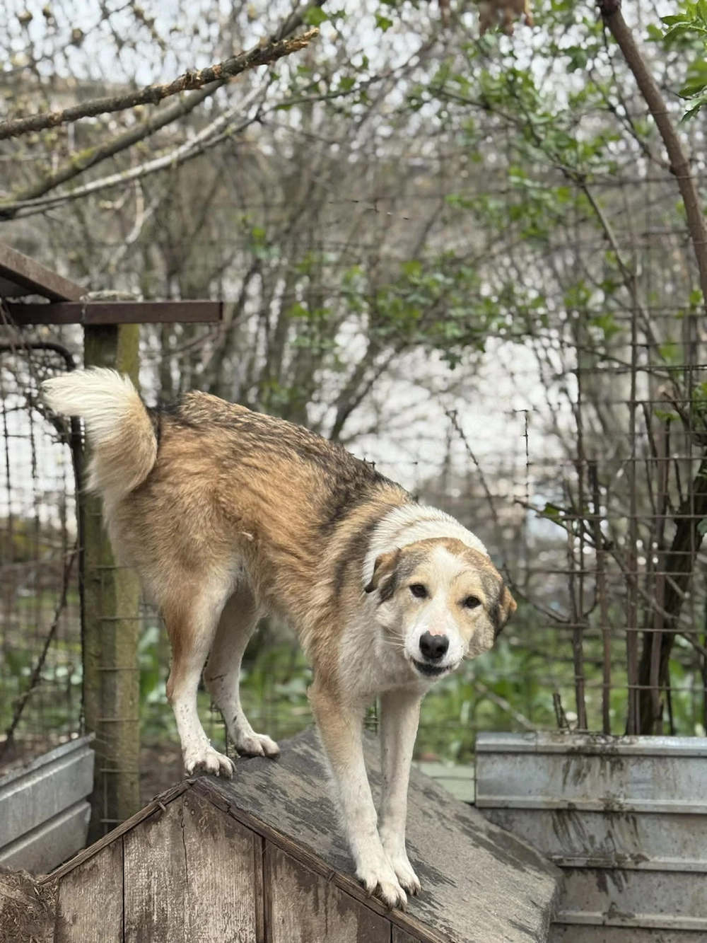Ronja wartet auf ihren Frühling