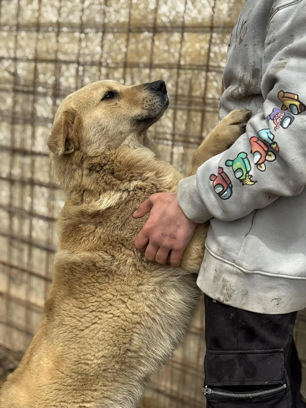 Susi, eine wunderschöne Hündin sucht ihre Menschen