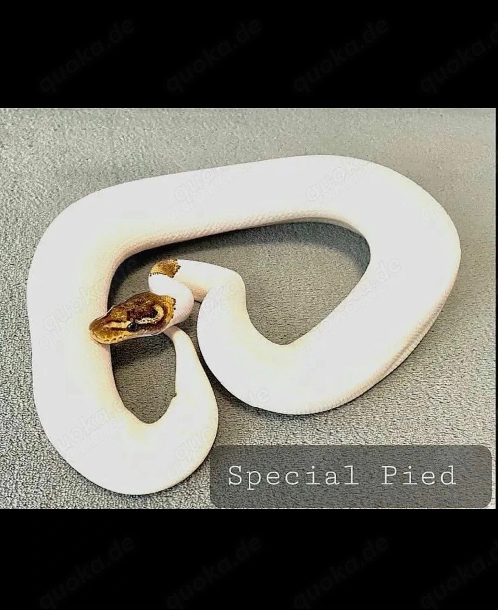 Special Pied Königspython 1.0