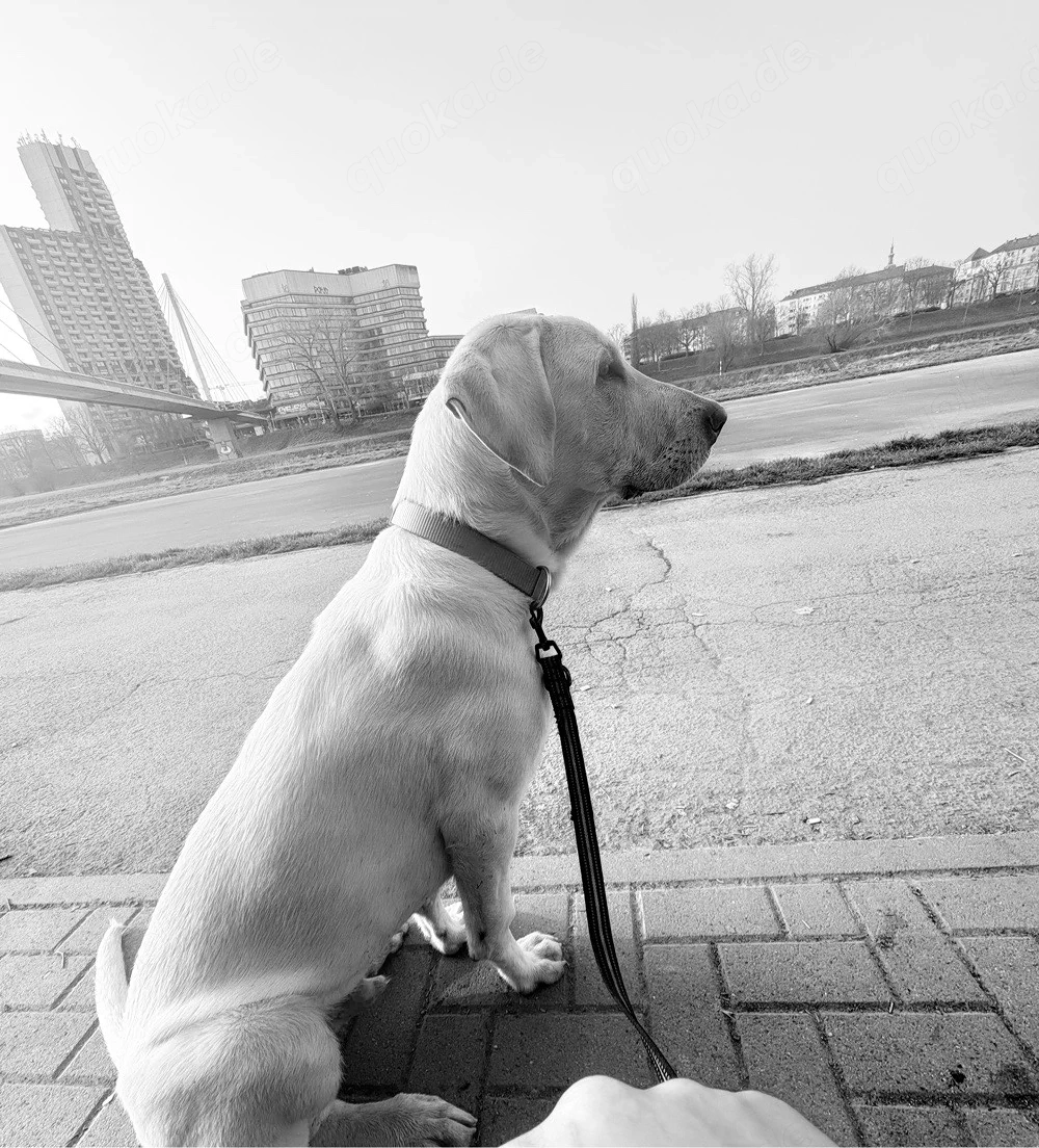 kangal akbas sucht dringend ein zuhause