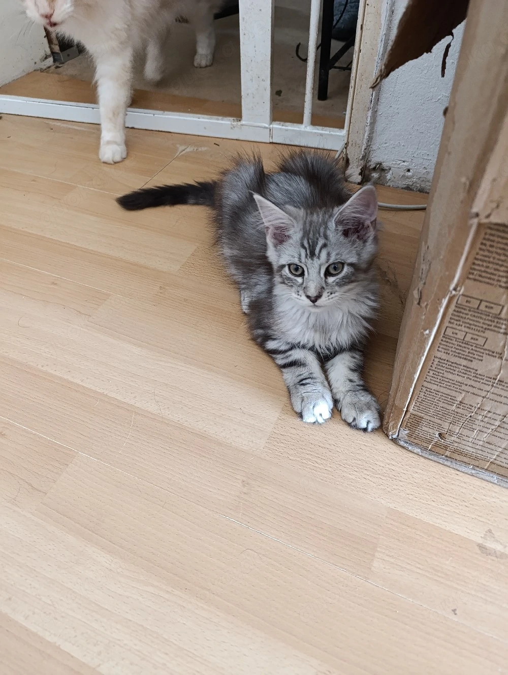 der letzte main coon kater 