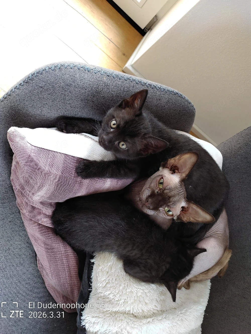 Katzenbabys 