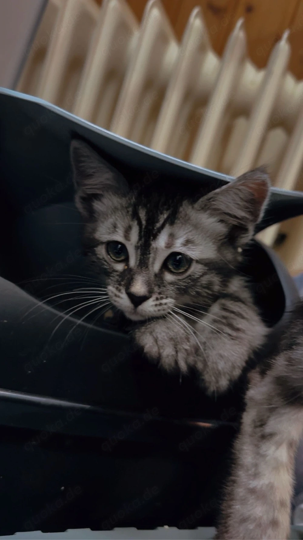 Bengalkitten Jungs suchen ein liebevolles zuhause
