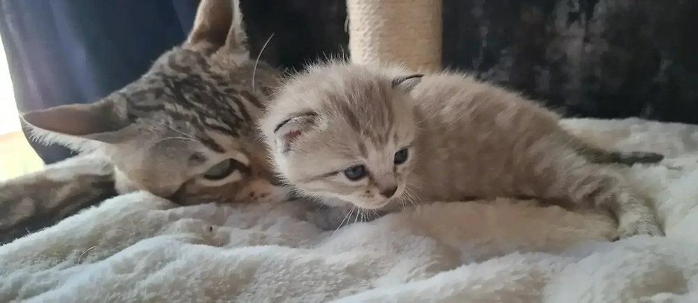 süße BKH - Bengal mix 