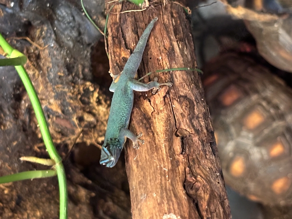 4 Himmelblaue Zwergtaggeckos (Lygodactylus williamsi) 